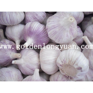 Fresh Natural White Garlic Nova Colheita